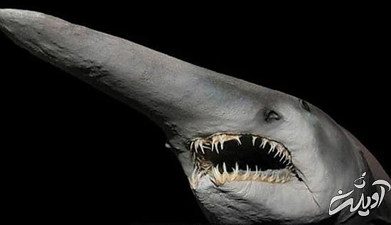 با خنگترین حیوانات دنیا آشنا بشید با خنگترین حیوانات دنیا آشنا بشید